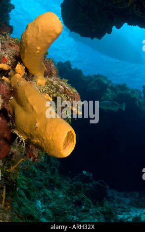 Éponge Tube avec voile à la surface des jardins Palencar divesite Cozumel mexique Banque D'Images