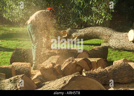 Tree Feller ou transversales bûcheron une grosse branche d'un cèdre du Liban tree Banque D'Images