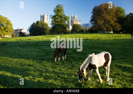 Poneys le pâturage dans le paddock au début de lumière du matin en été, soleil avant de cathédrale d'Ely East Anglia Angleterre UK Banque D'Images