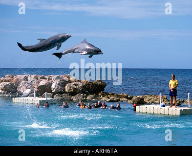 Nager avec les dauphins à Ocho Rios en Jamaïque Banque D'Images