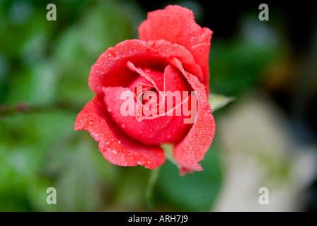 Un nuage parfumé rose rouge rose thé hybride connu pour son doux parfum Banque D'Images