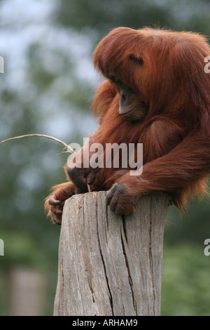 L'utilisation de l'outil de l'orang-outan de Sumatra Banque D'Images
