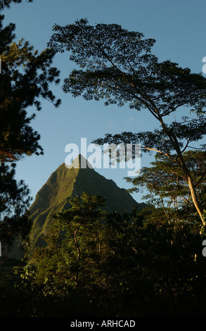 Vue sur les collines entre les arbres vus de Moorea Tahiti Polynésie Française du Pacifique Sud Banque D'Images