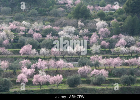 Fleur d'amandier rose et blanc d'arbres sur des terres à plusieurs niveaux en Espagne Banque D'Images