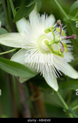 Passiflora caerulea Constance Elliot Banque D'Images