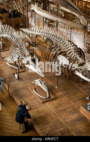 Les enfants à la recherche lors d'une exposition des os et des squelettes dans un musée. Banque D'Images