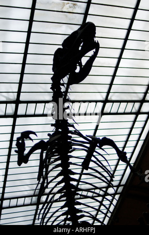 Silhouette d'un squelette d'un Allosaurus dans la paléontologie et l'Anatomie Comparée Gallery Musée d'Histoire Naturelle Paris Banque D'Images