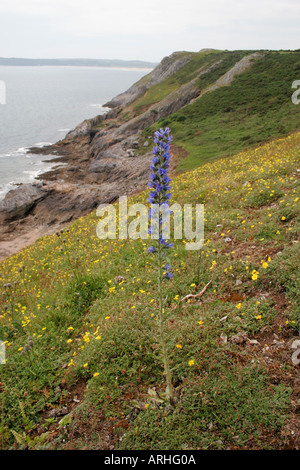 L'Echium vulgare Vipérine commune VIPER, croissant sur les falaises Pennard, Péninsule de Gower, dans le sud du Pays de Galles, Royaume-Uni Banque D'Images