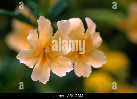 Colle SANTA LUCIA MONKEY FLOWER Mimulus bifidusin in bloom le comté de Monterey Californie Banque D'Images