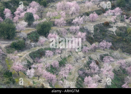 Fleur d'amandier rose et blanc d'arbres sur des terres à plusieurs niveaux en Espagne Banque D'Images