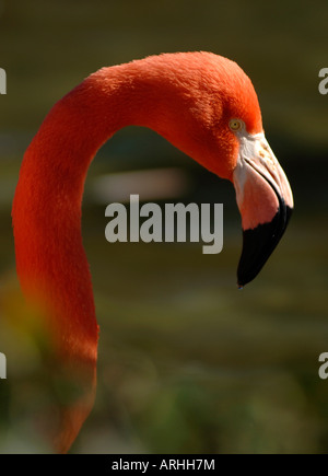 Portrait de Flamingo Banque D'Images