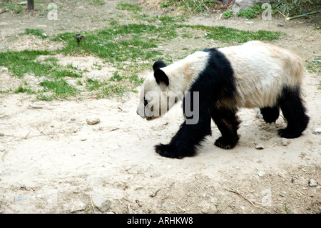 Un noir et blanc rare Grand Panda marcher autour de c'est à l'extérieur de la cabine dans les jardins zoologiques, Beijing Banque D'Images
