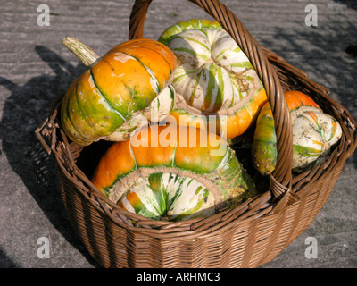 Turk s Head squash dans un panier Banque D'Images