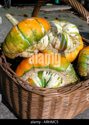 Turk s Head squash dans un panier Banque D'Images