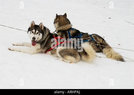 Dans le faisceau des Huskies Banque D'Images