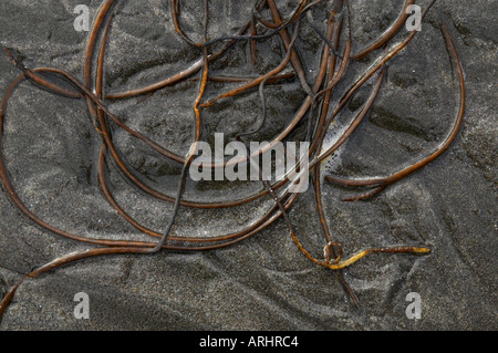 Tresses de sirènes d'algues sur le sable noir Banque D'Images