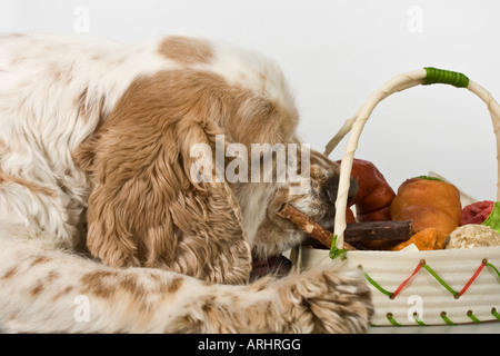 Gros plan de chien américain Cocker Spaniel avec un panier de gâteries biscuits biscuits biscuits commercial chiens nourriture pour la publicité personne horizontal aux États-Unis États-Unis haute résolution Banque D'Images