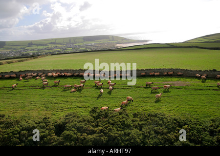 Vue aérienne de moutons au-dessus de falaises près de Putsborough North Devon UK à croyde bay vers Banque D'Images