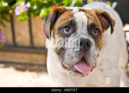 Bulldog anglais girl, sensation de chaleur Banque D'Images