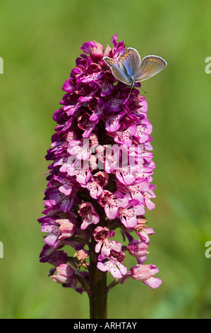 Orchis purpurea Banque D'Images