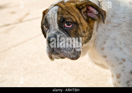 Femelle Bulldog anglais, triste ou coupable d'oeil Banque D'Images