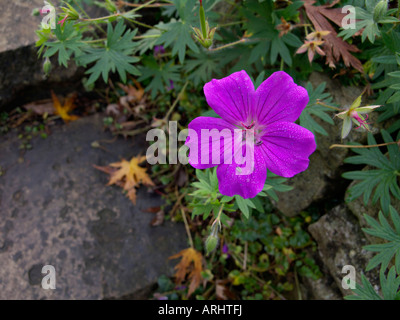 Géranium sanguin (geranium sanguineum 'tiny monster') Banque D'Images