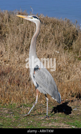 'Le Grand héron Ardea herodius, San Francisco Bay' Banque D'Images