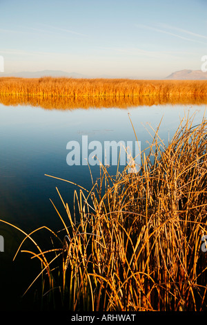 Les roseaux et les quenouilles, Bassin Klamath National Wildlife Refuge en automne ( Automne ), en Californie Banque D'Images