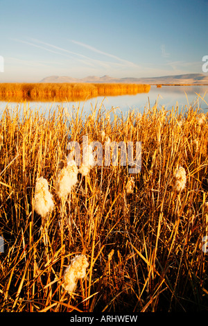 Les roseaux et les quenouilles, Bassin Klamath National Wildlife Refuge en automne ( Automne ), en Californie Banque D'Images