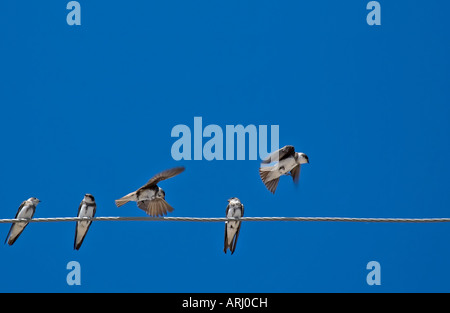 Martlet oiseaux assis sur des fils électriques Banque D'Images