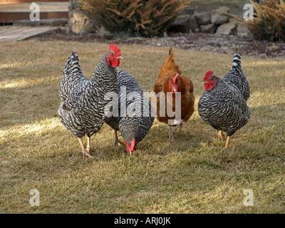 Un troupeau de free range poulets biologiques se nourrissent d'insectes et de vers blancs dans une arrière cour d'une petite ferme dans le centre de l'Oregon Banque D'Images