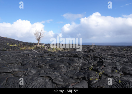 Arbre mort solitaire restant dans milieu de l'écoulement de lave Banque D'Images