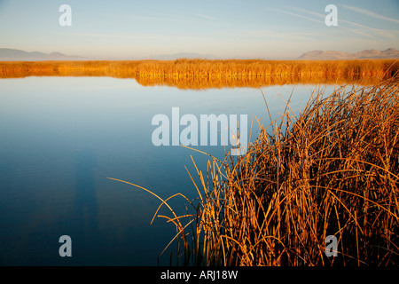 Les roseaux et les quenouilles, Bassin Klamath National Wildlife Refuge en automne ( Automne ), en Californie Banque D'Images