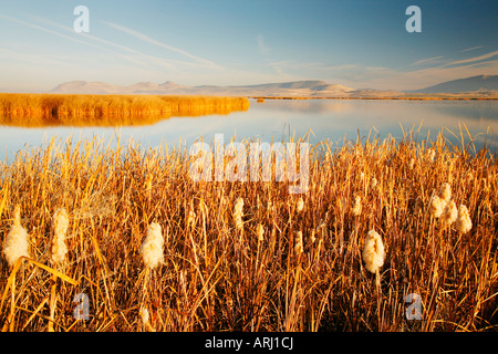 Les roseaux et les quenouilles, Bassin Klamath National Wildlife Refuge en automne ( Automne ), en Californie Banque D'Images