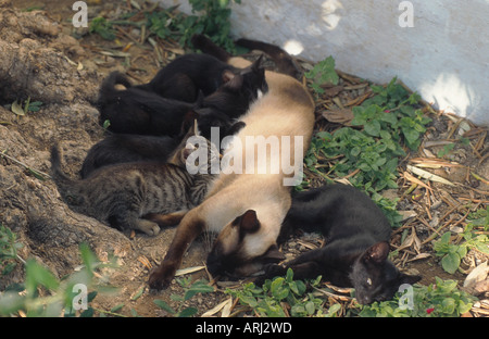 Chat domestique, le chat domestique (Felis silvestris catus). f, mère chatons Soins infirmiers Banque D'Images