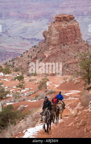 Une mule train remonte la piste Kaibab Sud dans le Grand Canyon en hiver Banque D'Images