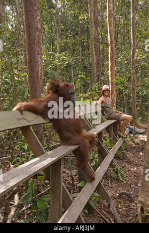 Orang-outan avec bébé assis sur un banc avec une femme à Bornéo Banque D'Images