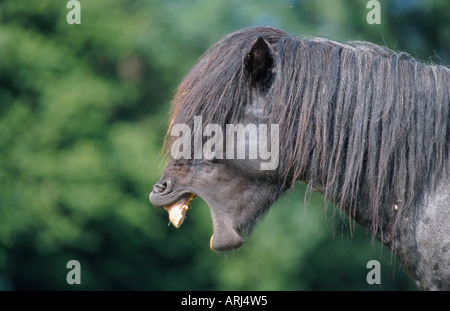 L'Islandic, Islande pony (Equus przewalskii f. caballus), étalon, le bâillement Banque D'Images