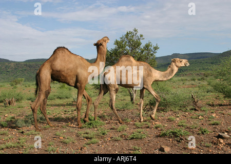 Un dromadaire, chameau (Camelus dromedarius), couple, Soudan Banque D'Images