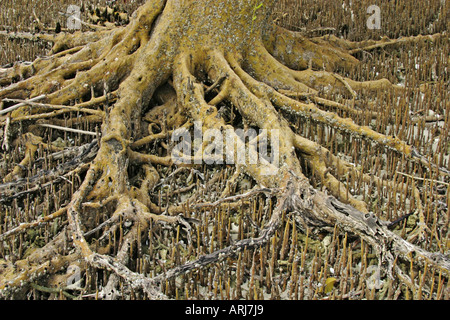 Mangrove rouge (Rhizophora mangle), des racines aériennes à marée basse, au Kenya Banque D'Images