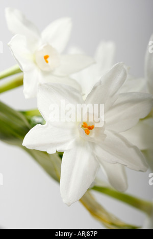 Gros plan sur le blanc Narcissus Papyraceus narcissi fleurs de printemps fleurs florales fond blanc bouquet personne n'a flou fond vertical haute résolution Banque D'Images