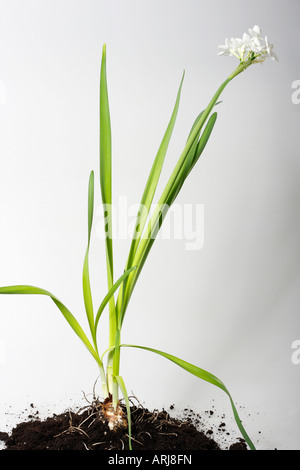 Papier Blanc Narcissus papyraceus narcissi dans le sol sur fond blanc fleurs personne isolé découpe découpe format vertical aux États-Unis haute résolution Banque D'Images