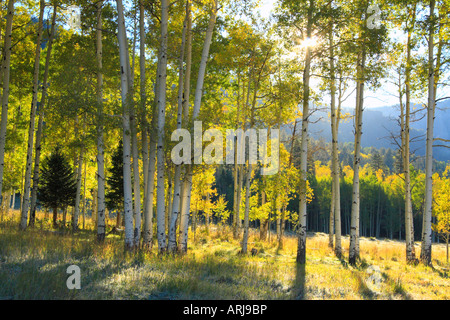 Lever du soleil, l'Owl Creek Pass, Col Owl Creek Road, Ridgeway, Colorado, USA Banque D'Images