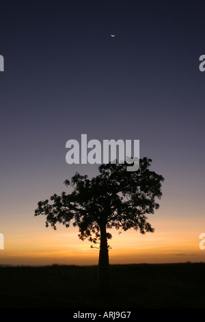 Australian Baobab, Adansonia gregorii Boab Tree (Boab), le lever du soleil, de l'Australie, Australie occidentale, Kimberley, Broome Banque D'Images