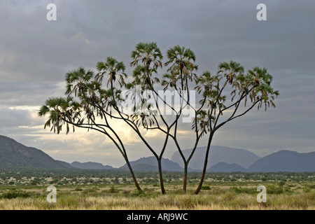 Palmier doum (Hyphaene thebaica), seul arbre dans des zones semi-désertiques, Kenya, Samburu np Banque D'Images