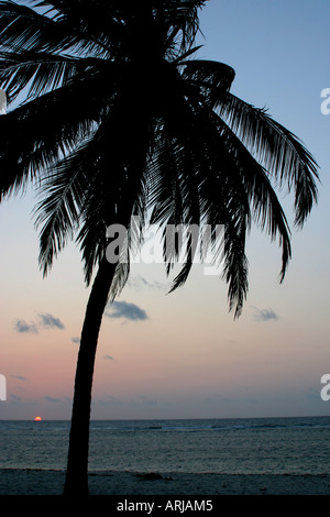 Cocotier (Cocos nucifera), silhouette devant le lever du soleil, du Kenya, de l'Océan Indien