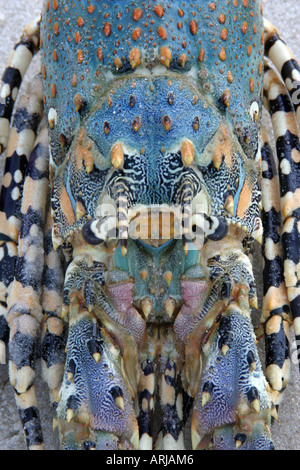 La langouste épineuse orné (Panulirus ornatus), la tête et le dos, Kenya Banque D'Images