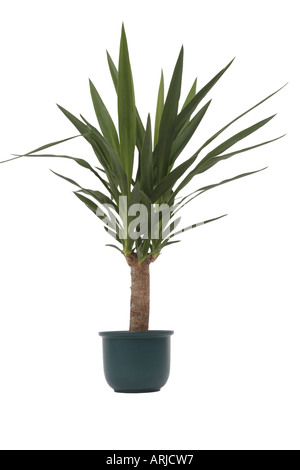 Yucca (Yucca elephantipes éléphant), plante en pot Banque D'Images