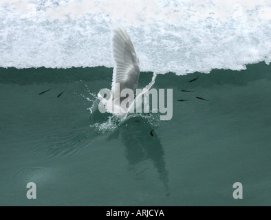 Goéland bourgmestre (Larus hyperboreus), plongeant dans l'eau pour capturer des codfishes, Canada, voir Beaufort, Beaufort Voir Banque D'Images