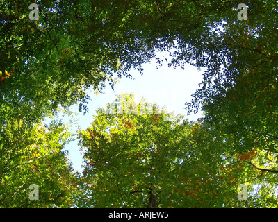 Remplissage du châssis avec de petites feuilles des arbres dans le cadre de texte dans le centre Banque D'Images